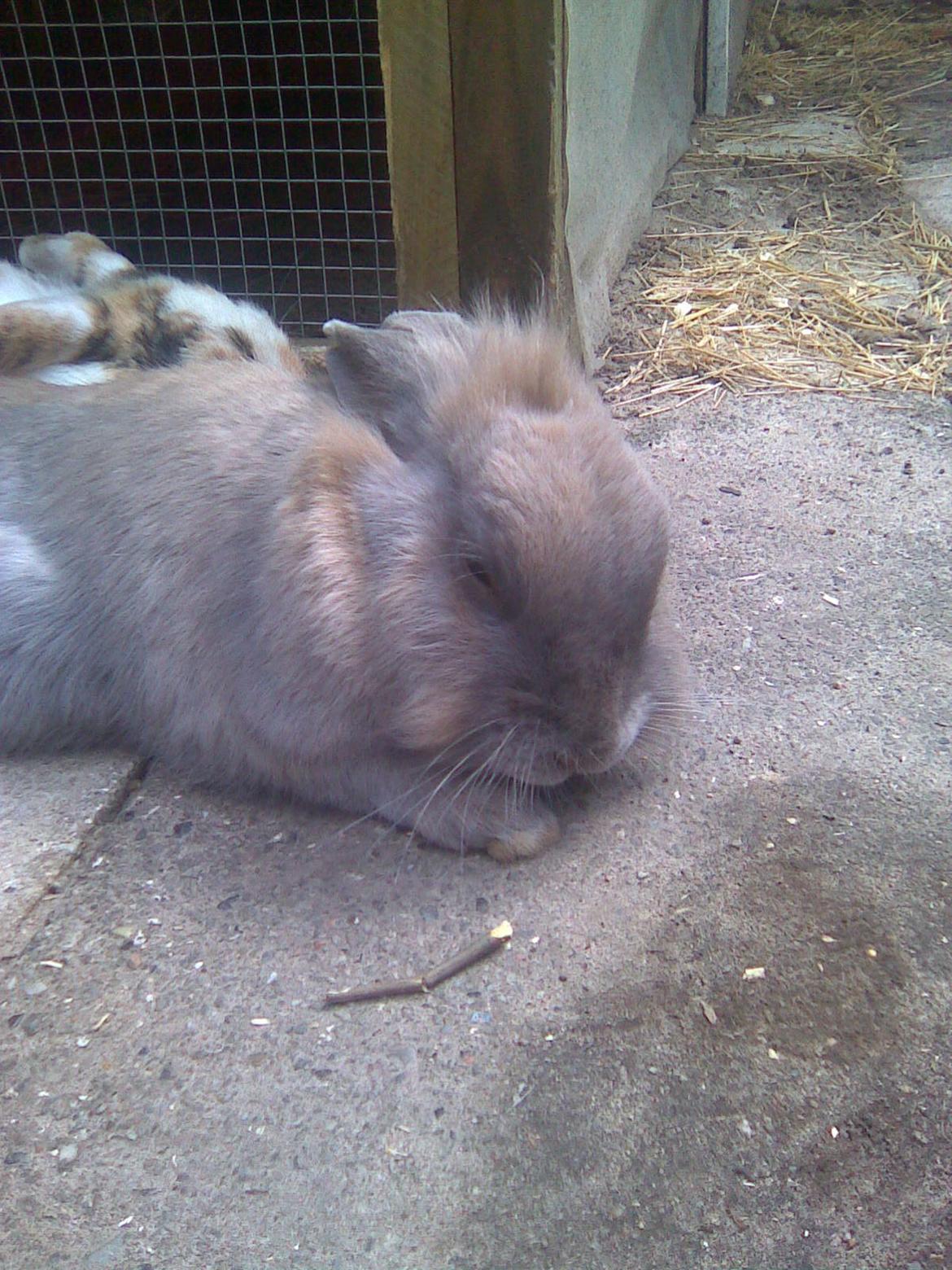 Kanin Kasper billede 16