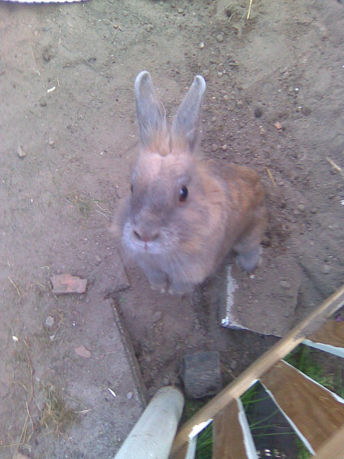 Kanin Kasper billede 17