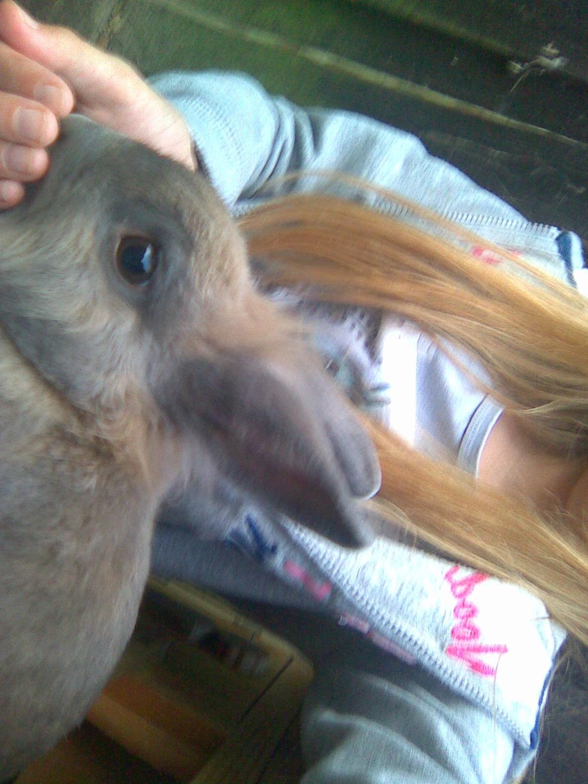 Kanin Kasper billede 18