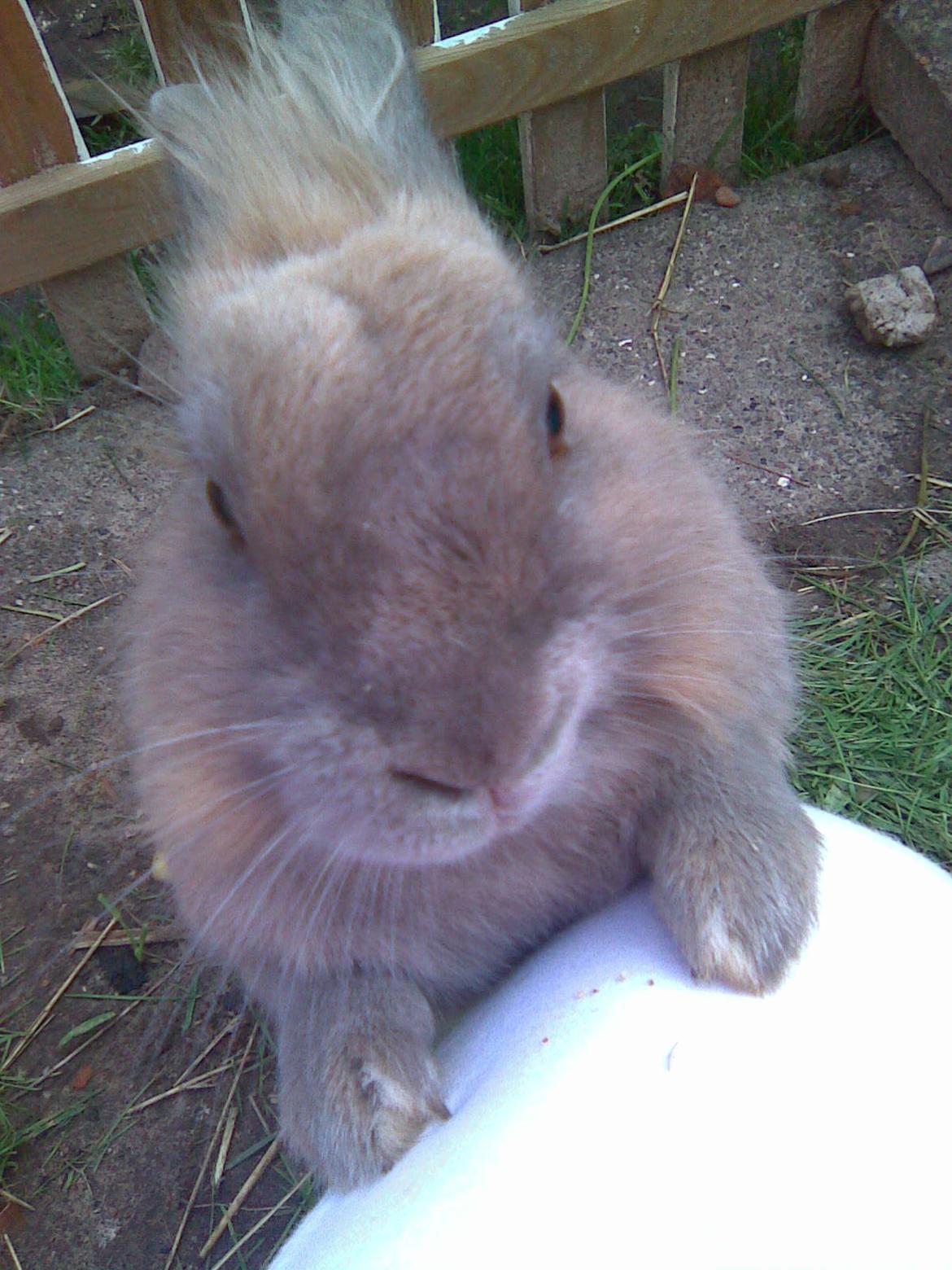 Kanin Kasper billede 20