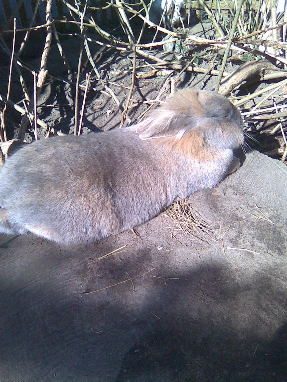 Kanin Kasper billede 23