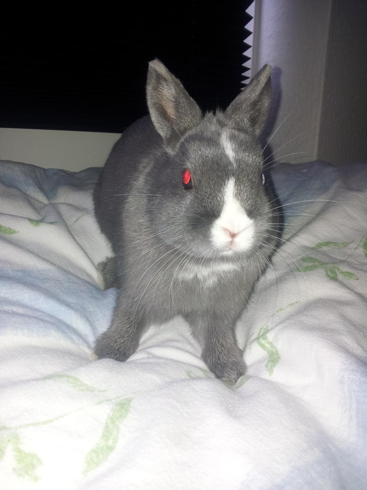 Kanin Ahrenkiels Lullaby(hermlin) - lulle hygger i min seng billede 9