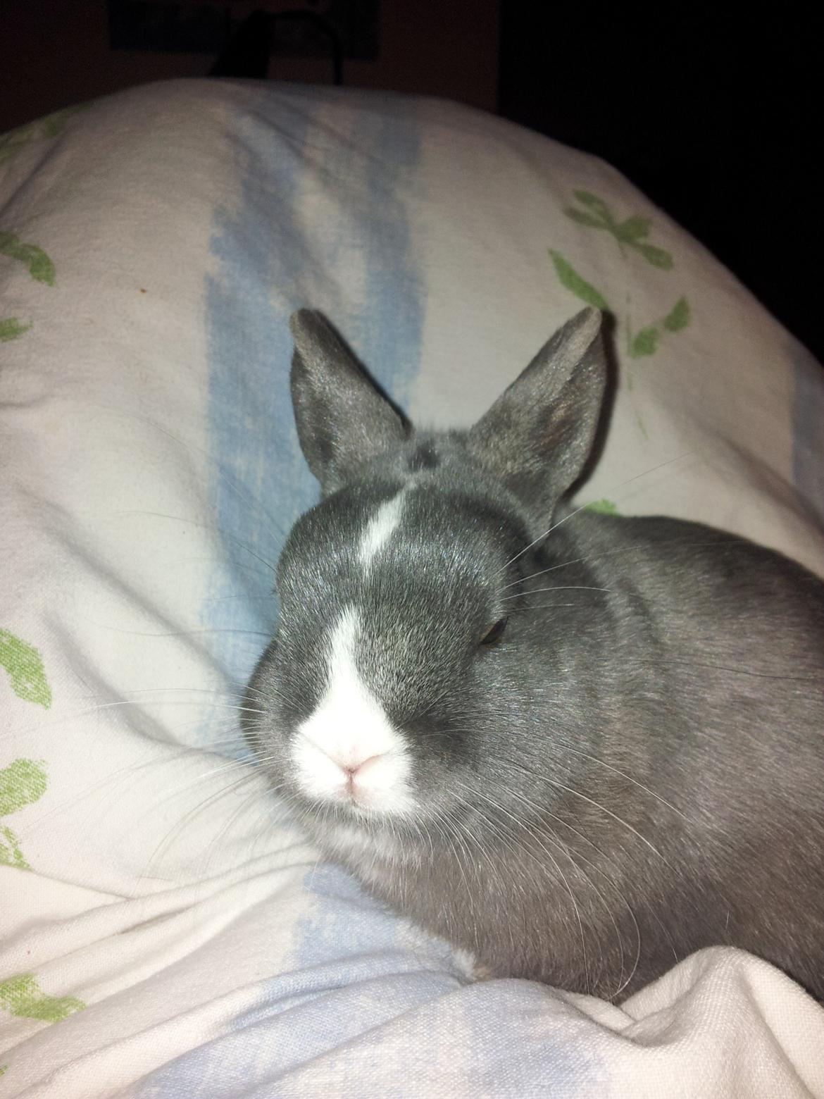 Kanin Ahrenkiels Lullaby(hermlin) - lulle putter ved mig billede 10