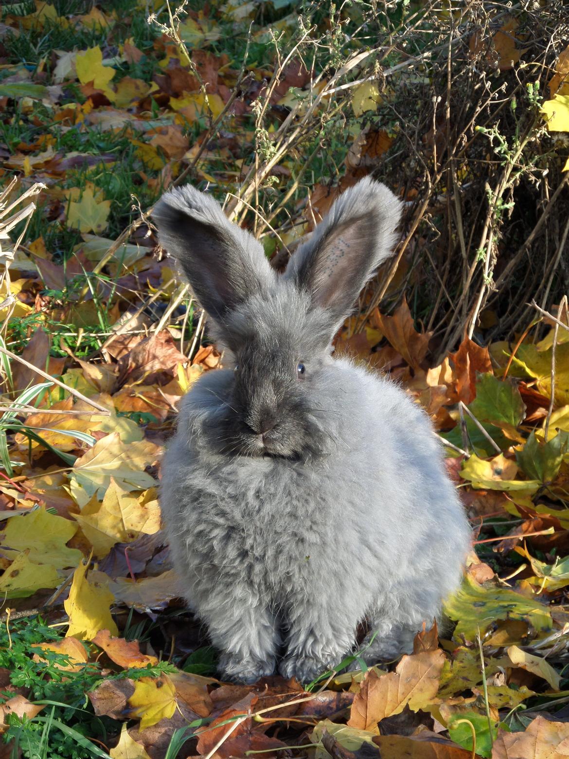 Kanin Naomi <3 (Angora) - Min vidunderlige prinsesse <3 7 november 2013 billede 4