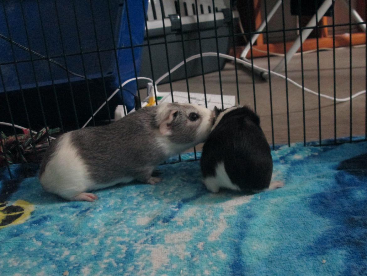 Marsvin Donomas Catori - Catori & Roxie <3 billede 5