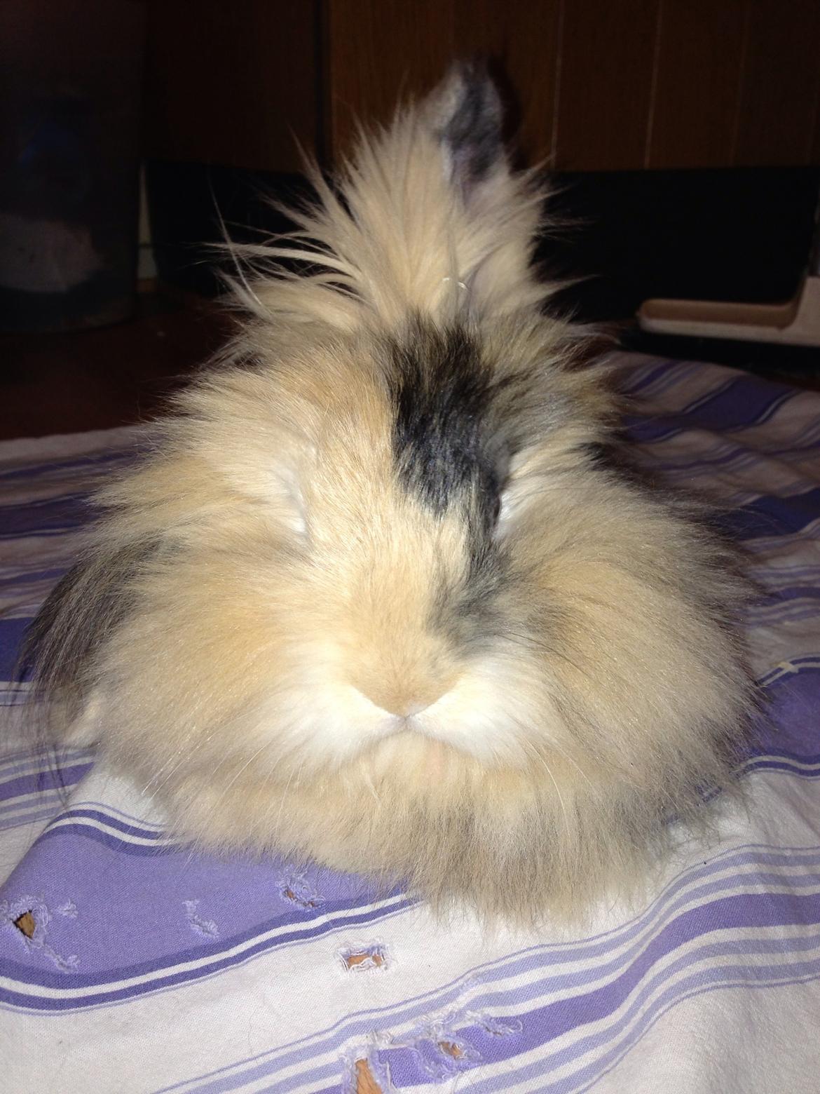 Kanin Bulle billede 1