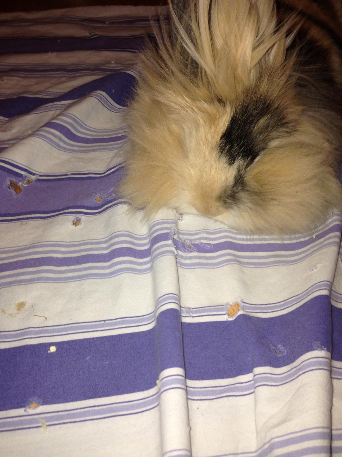 Kanin Bulle billede 2