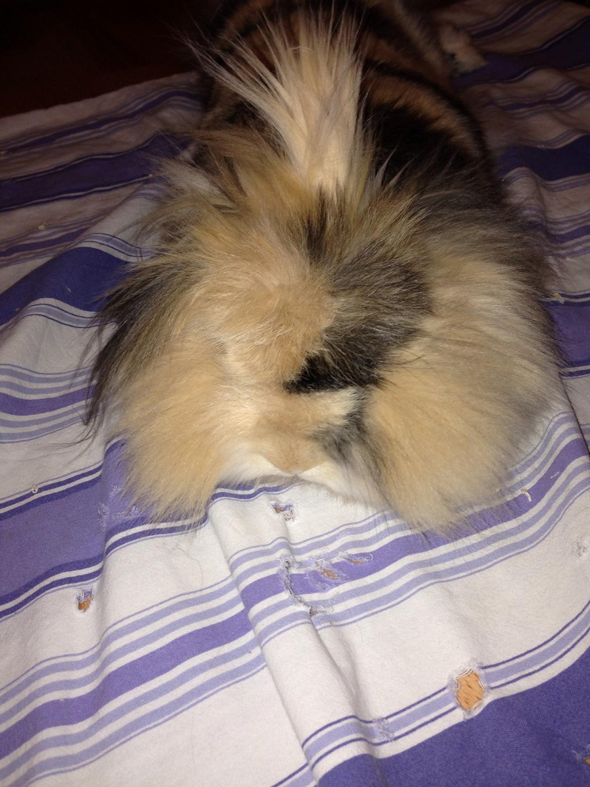 Kanin Bulle billede 4