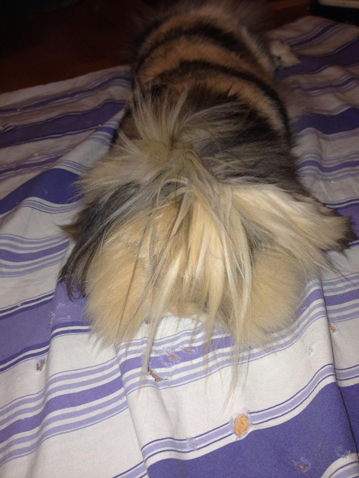 Kanin Bulle billede 5