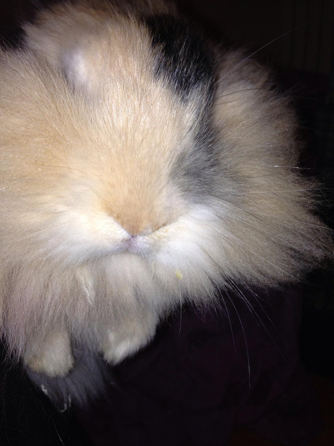 Kanin Bulle billede 6