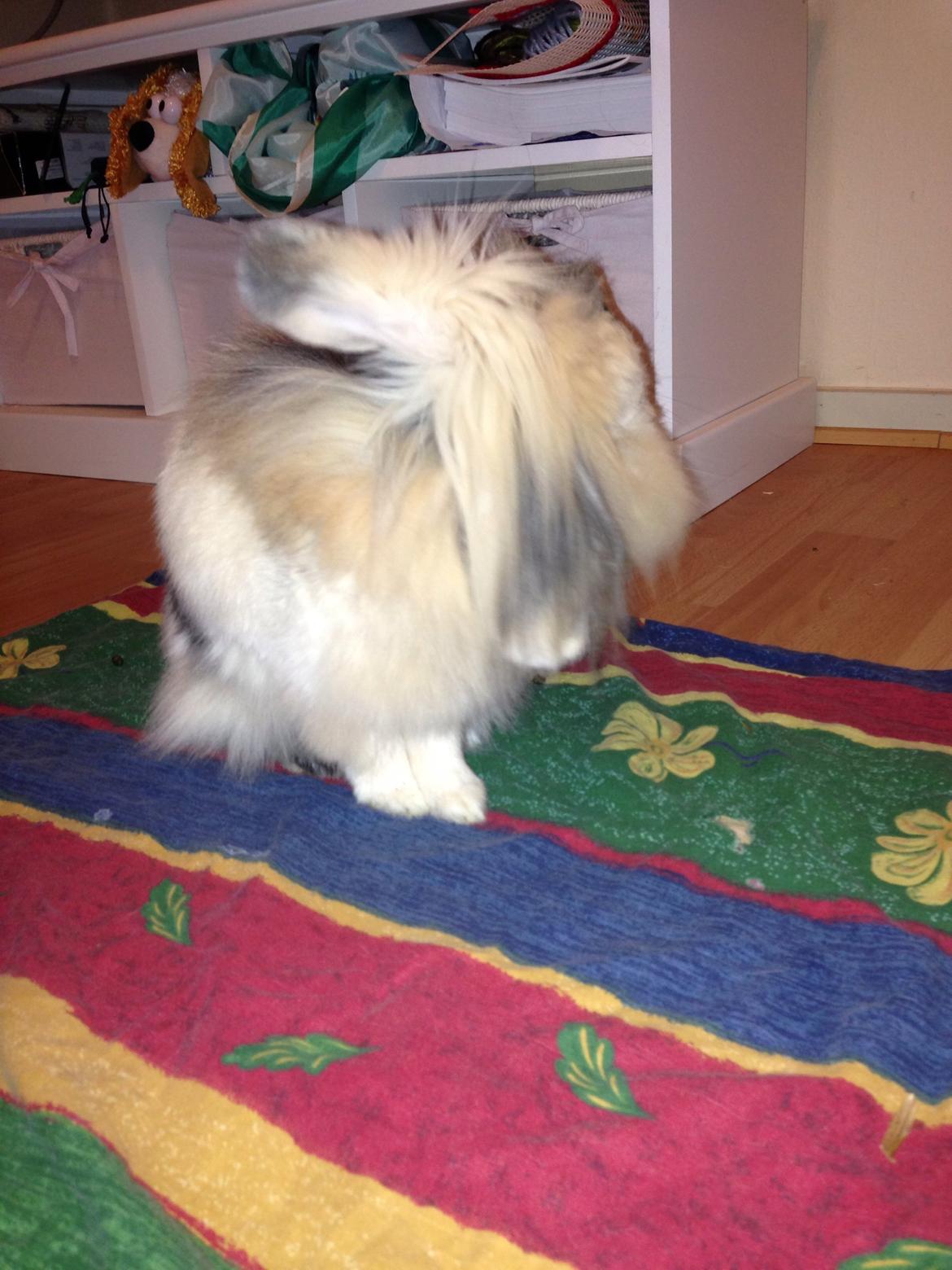 Kanin Bulle billede 7