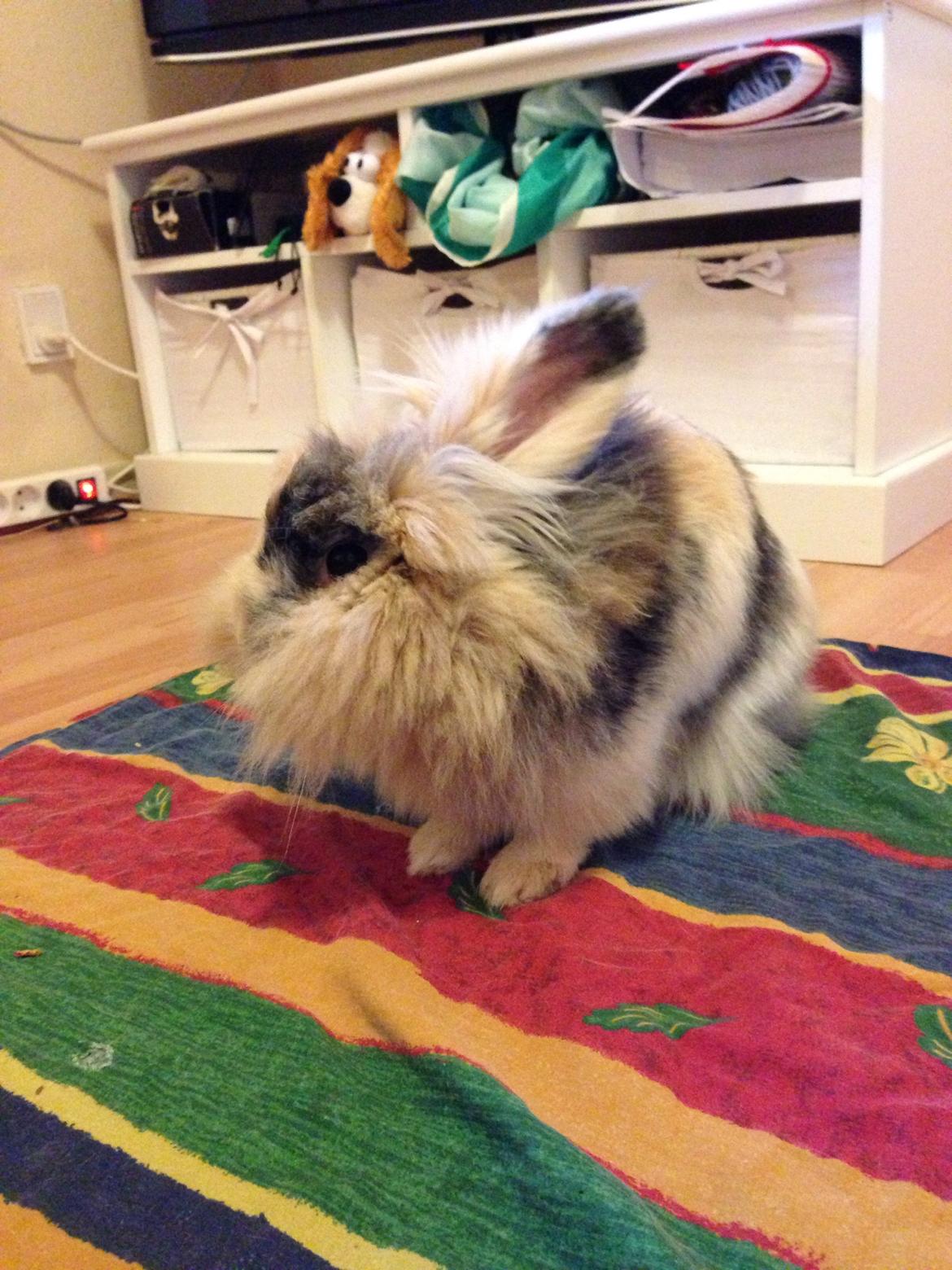 Kanin Bulle billede 8