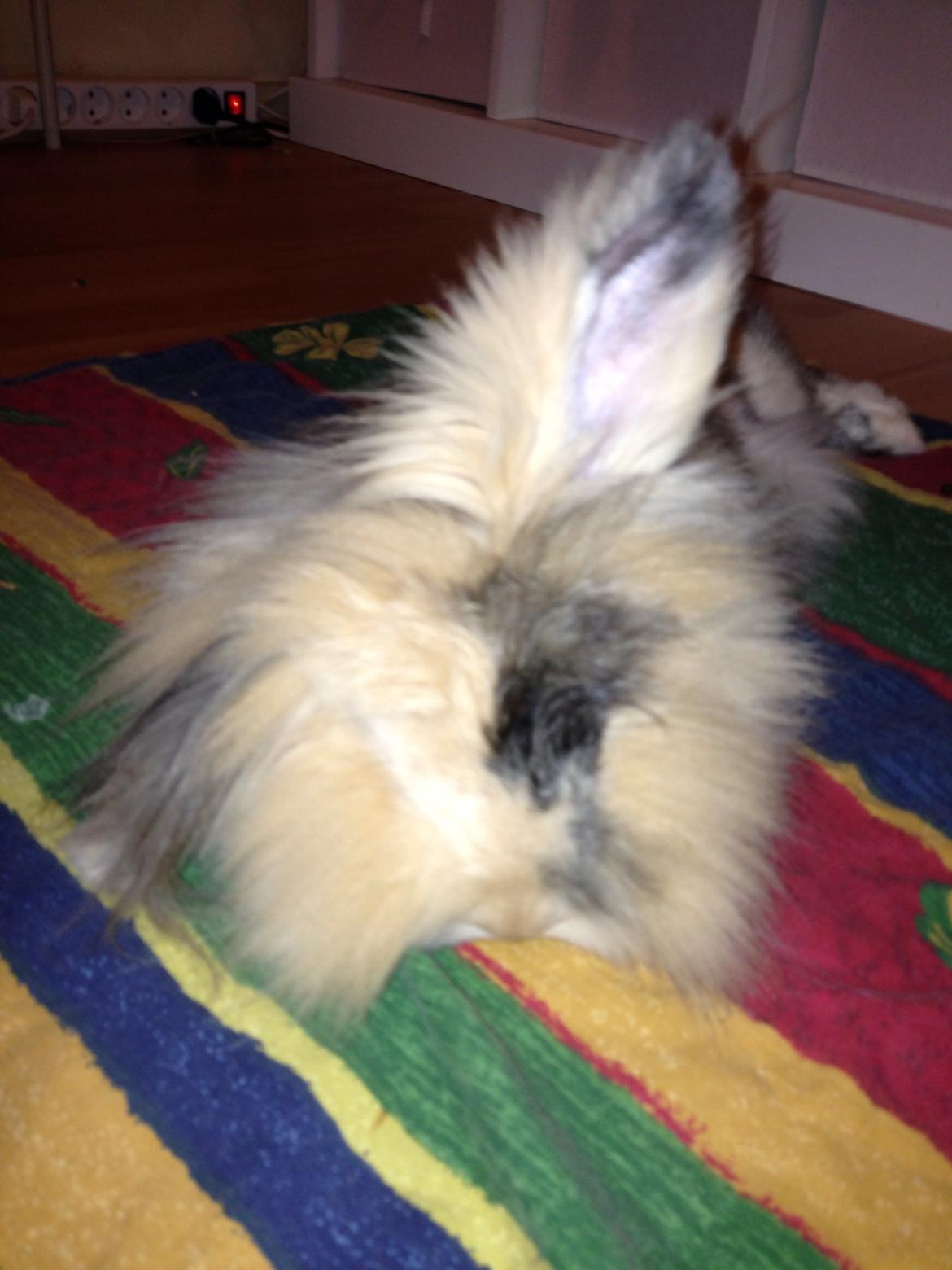 Kanin Bulle billede 9