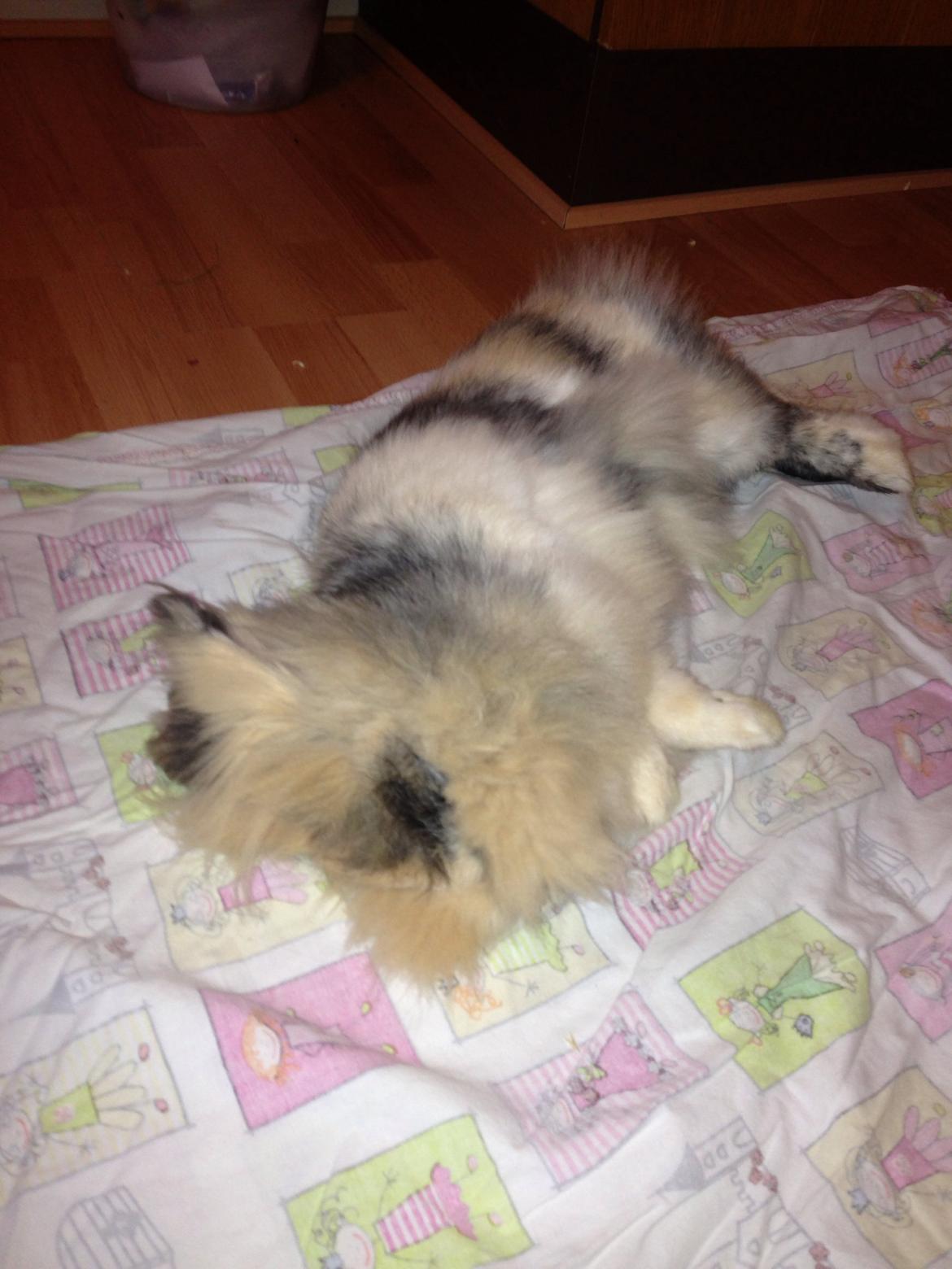 Kanin Bulle billede 10