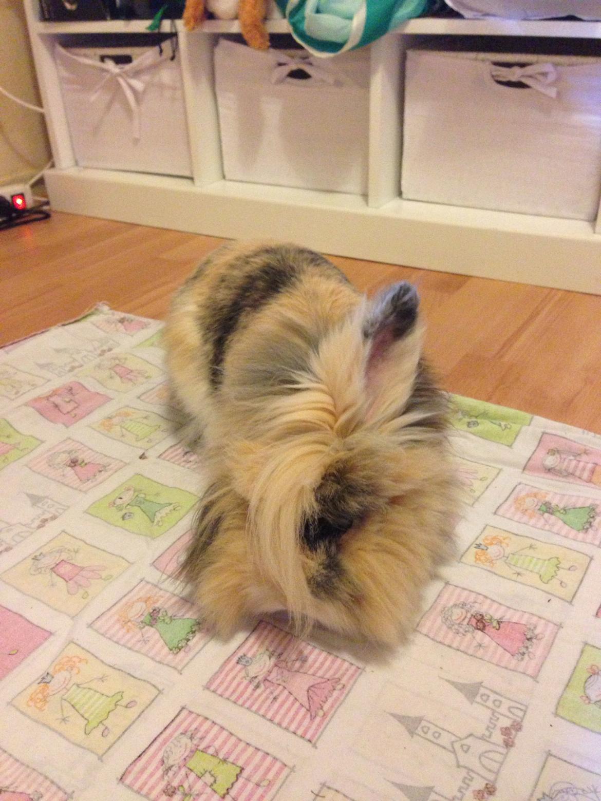 Kanin Bulle billede 11