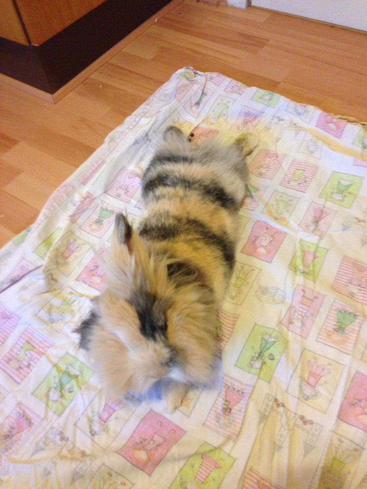 Kanin Bulle billede 12