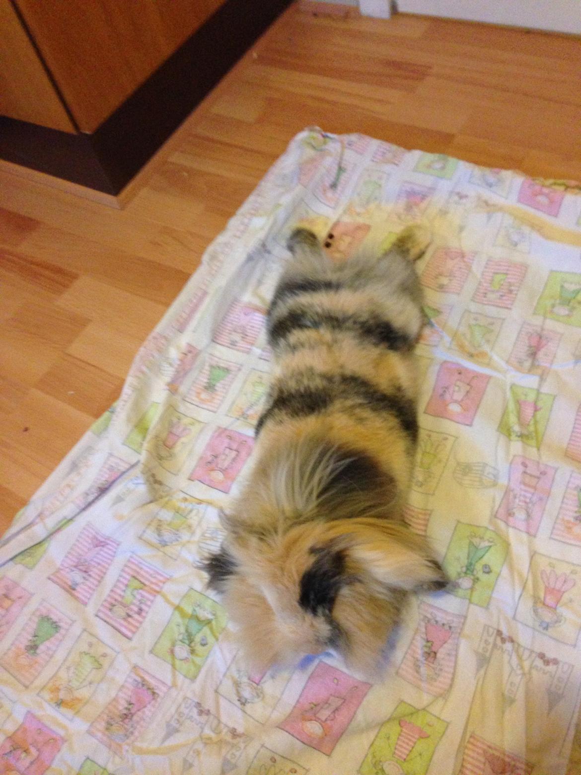 Kanin Bulle billede 14