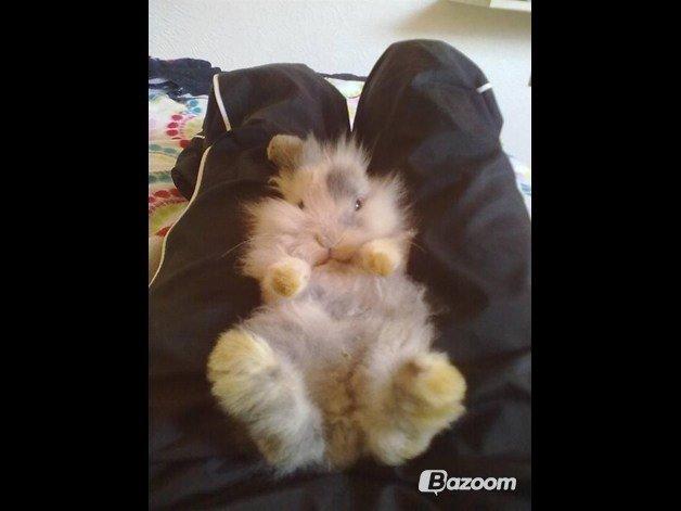 Kanin Bulle billede 13