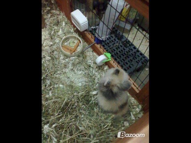 Kanin Bulle billede 16