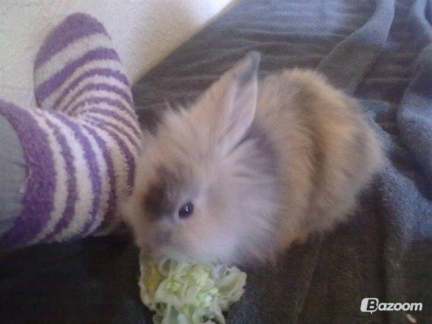 Kanin Bulle billede 17