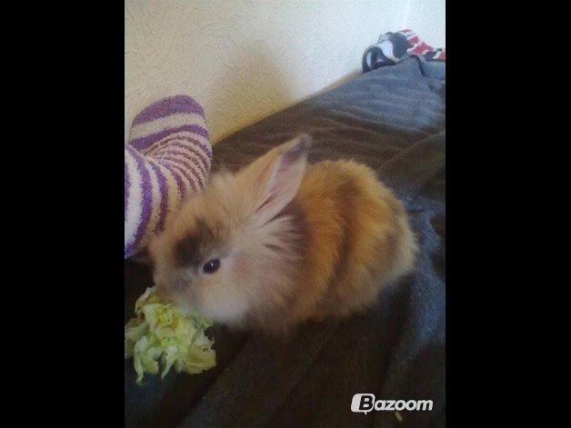 Kanin Bulle billede 18