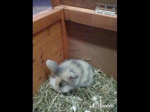 Kanin Bulle billede 19