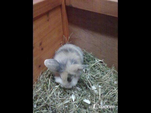 Kanin Bulle billede 20