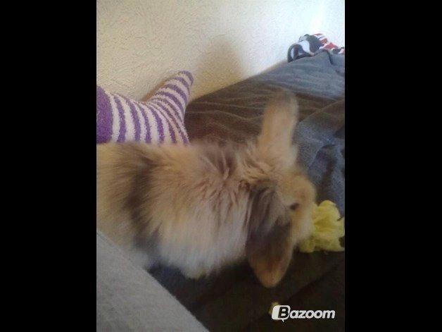 Kanin Bulle billede 21