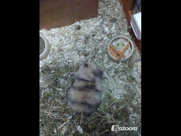 Kanin Bulle billede 22