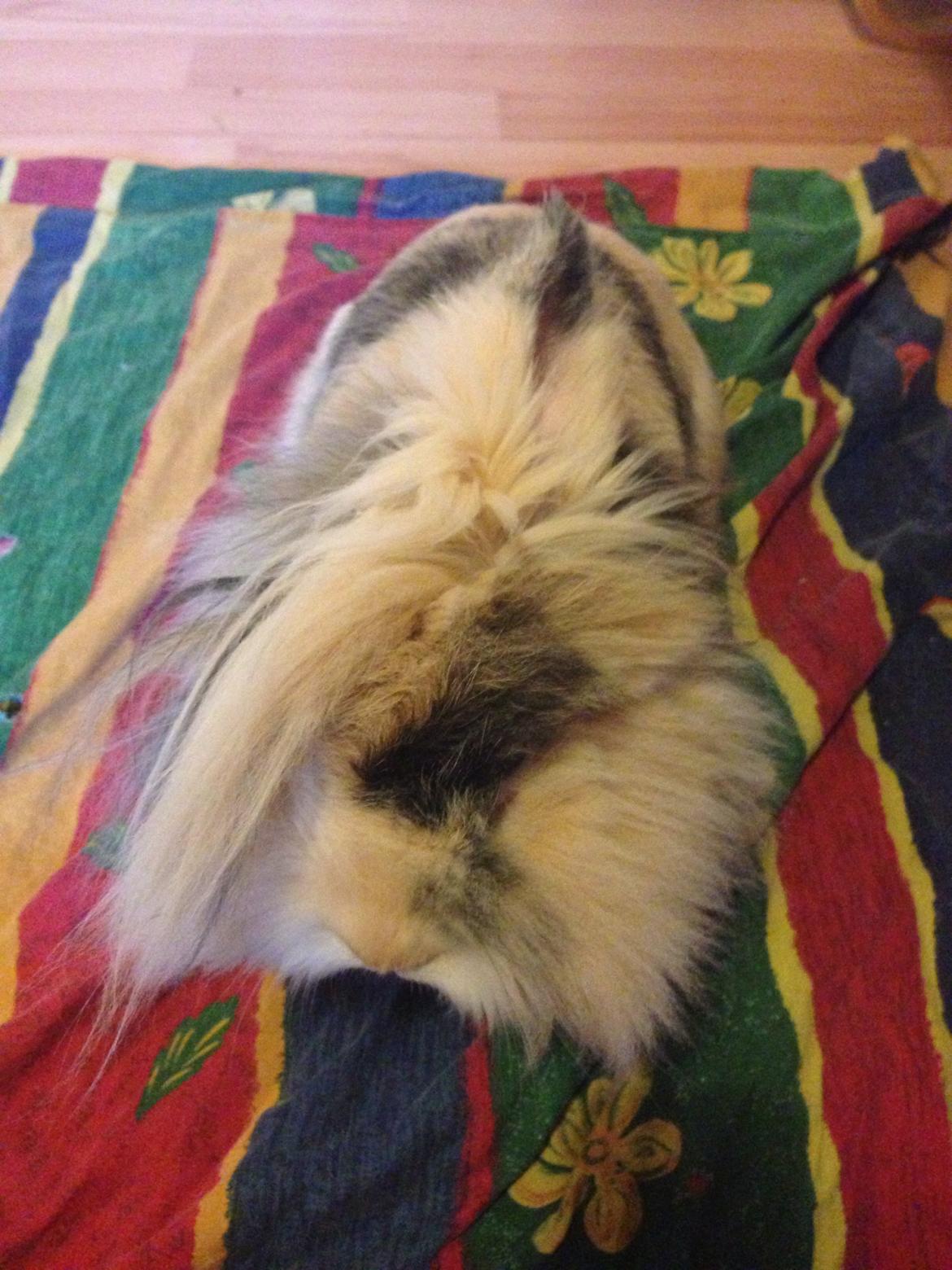 Kanin Bulle billede 24