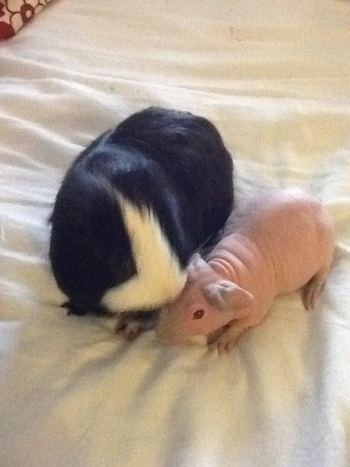 Marsvin Albino Nina  billede 3