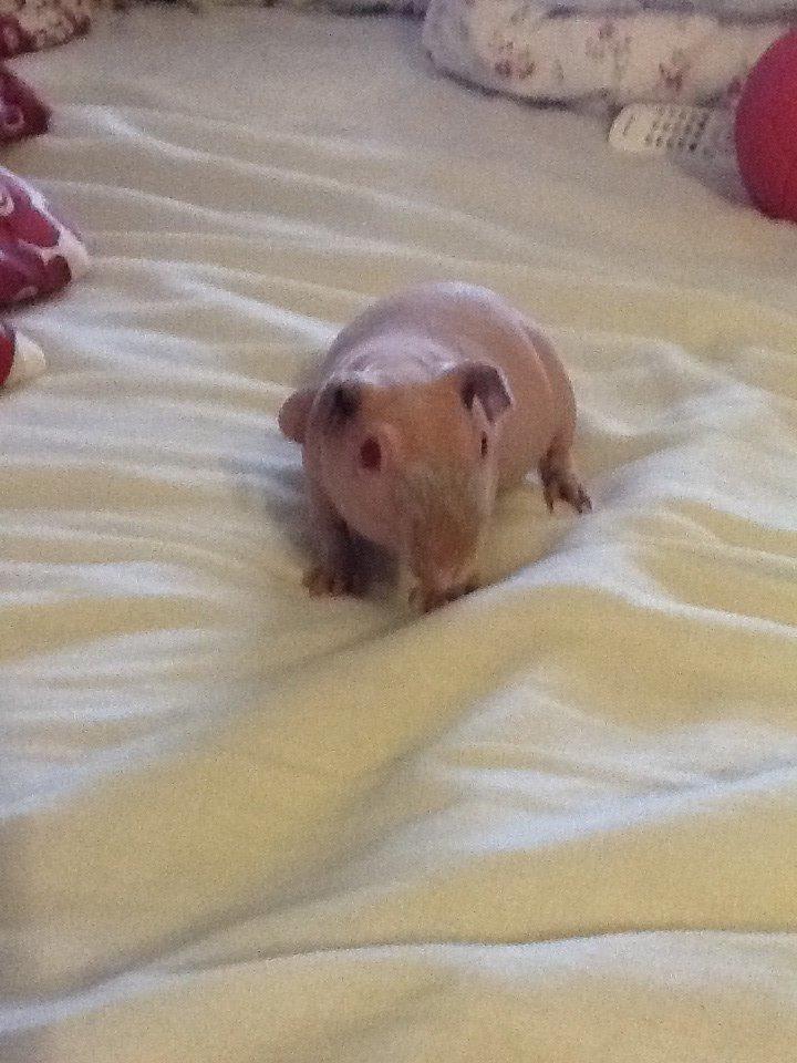 Marsvin Albino Nina  billede 1