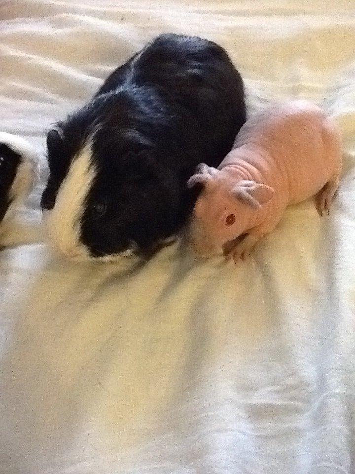 Marsvin Albino Nina  billede 2