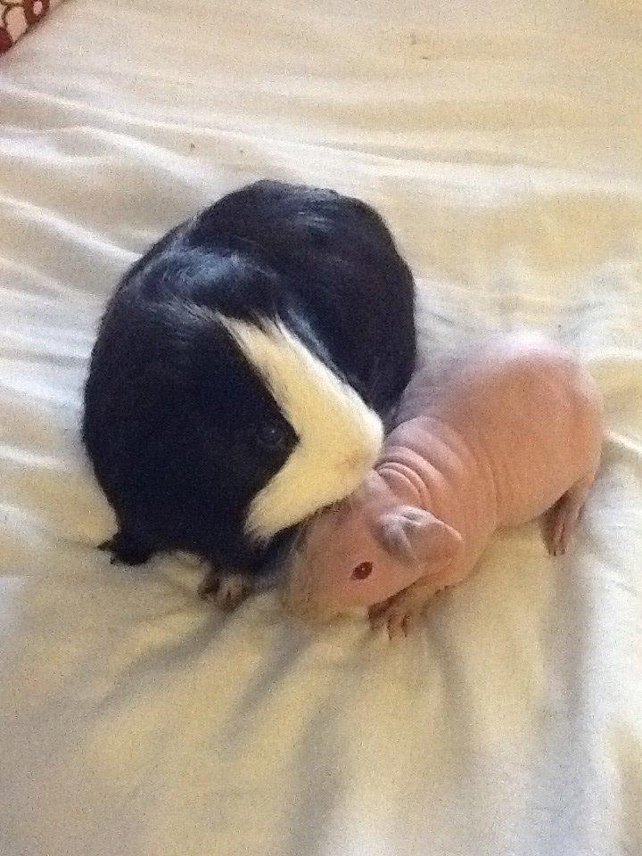 Marsvin Albino Nina  billede 4