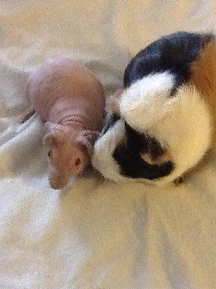 Marsvin Albino Nina  billede 5