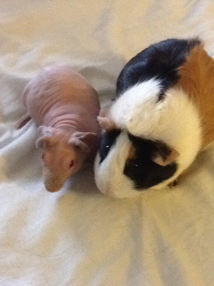 Marsvin Albino Nina  billede 6