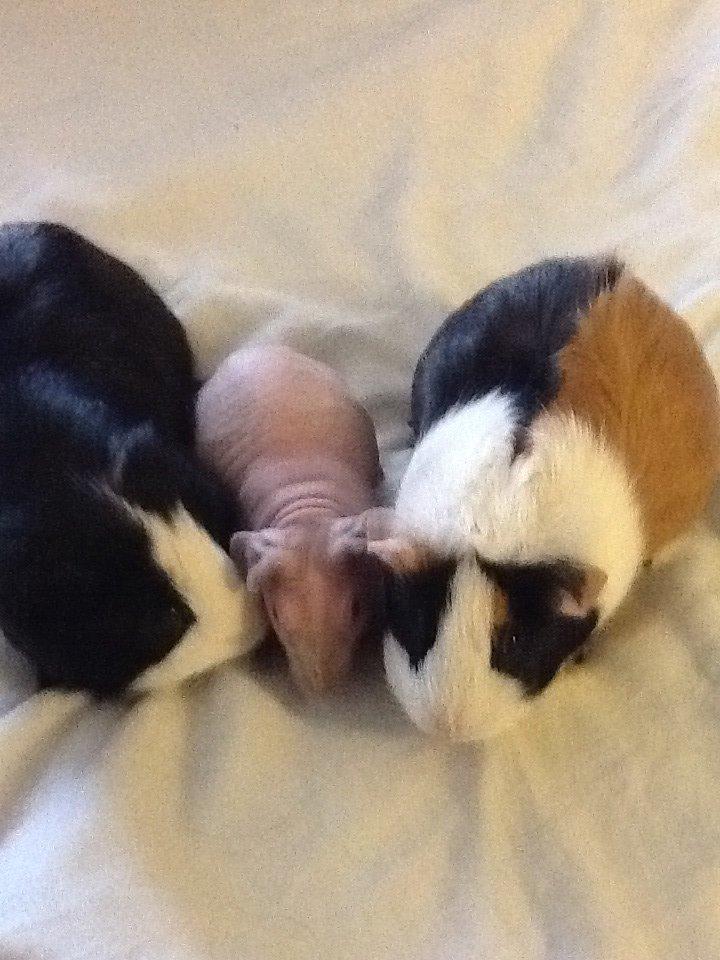 Marsvin Albino Nina  billede 7