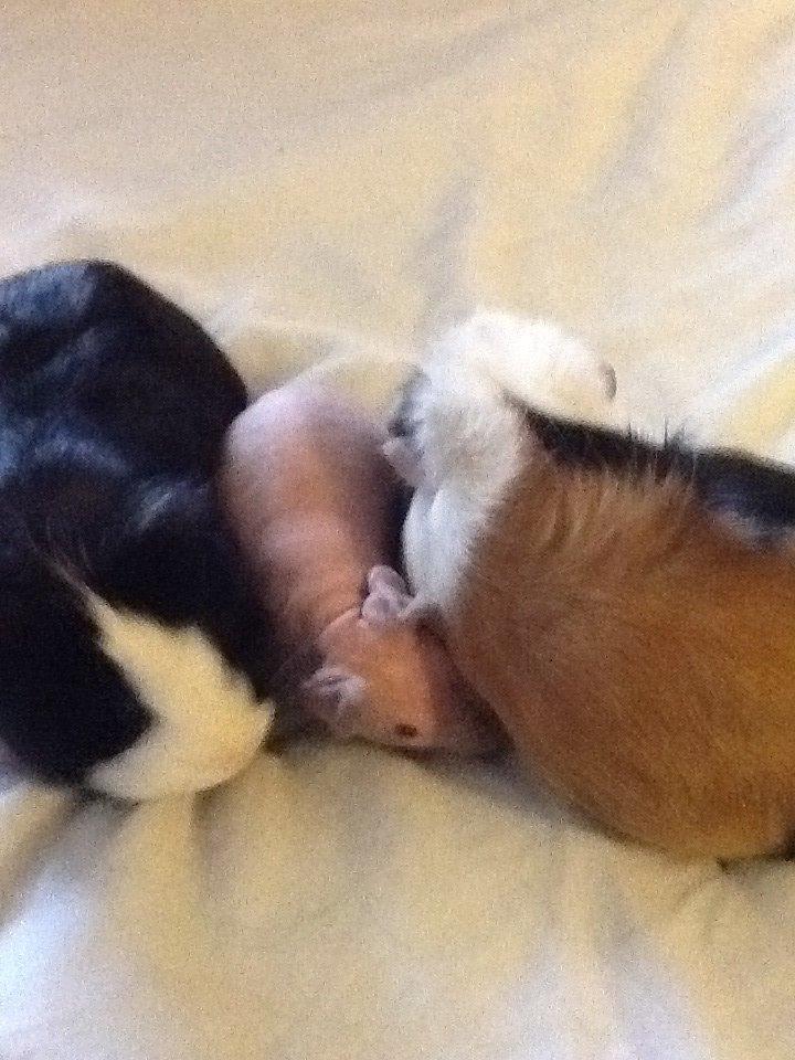 Marsvin Albino Nina  billede 8