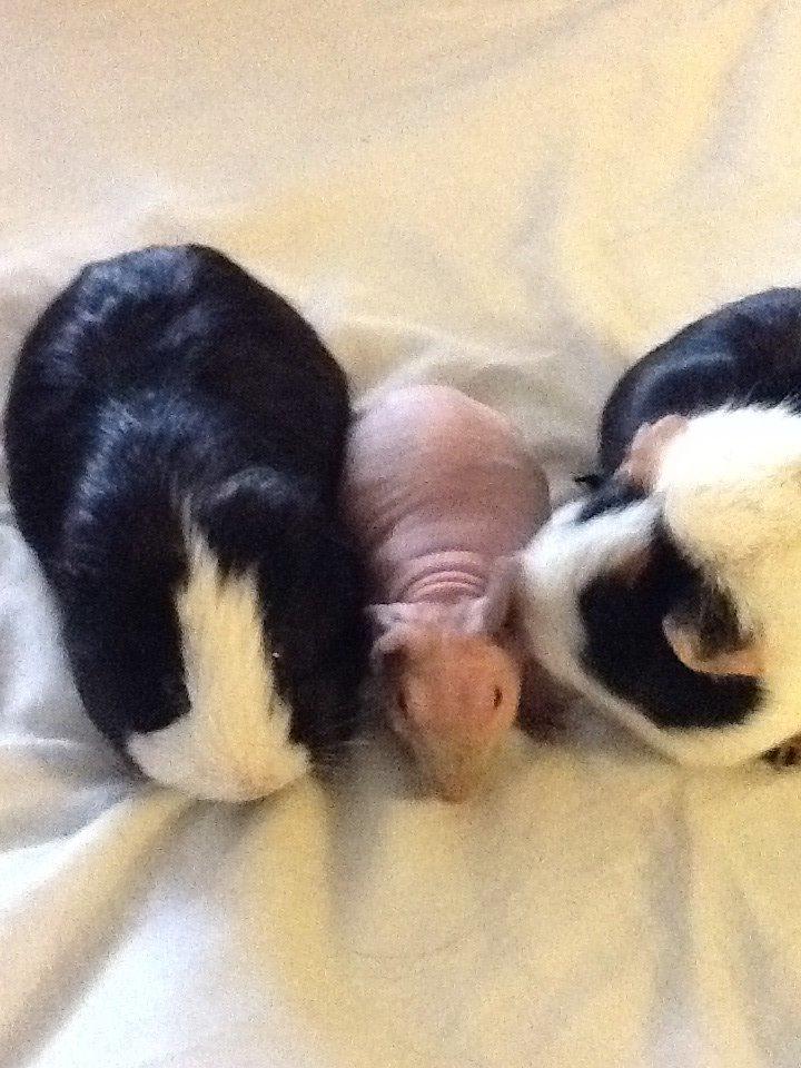 Marsvin Albino Nina  billede 9