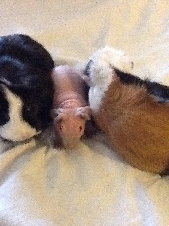 Marsvin Albino Nina  billede 10