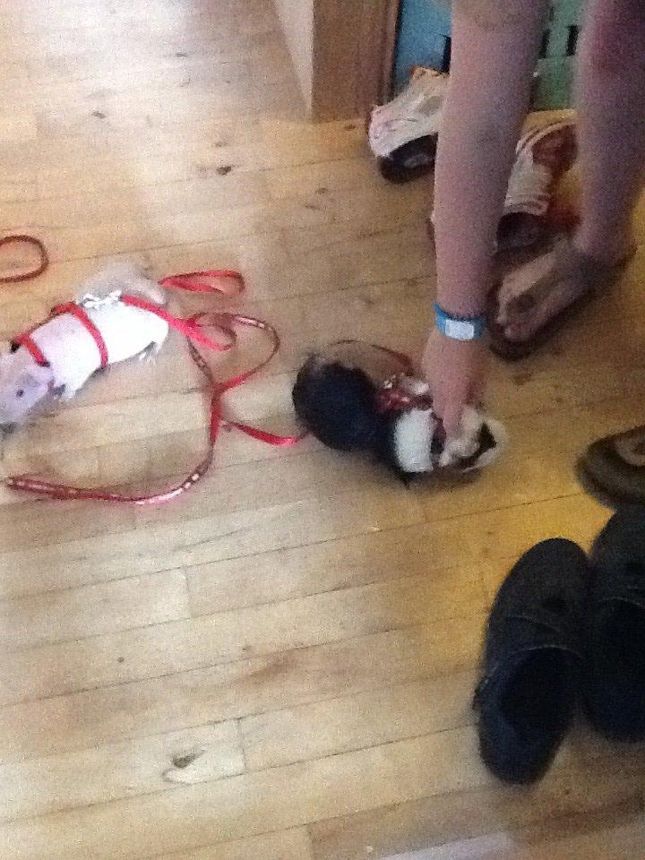 Marsvin Albino Nina  billede 11