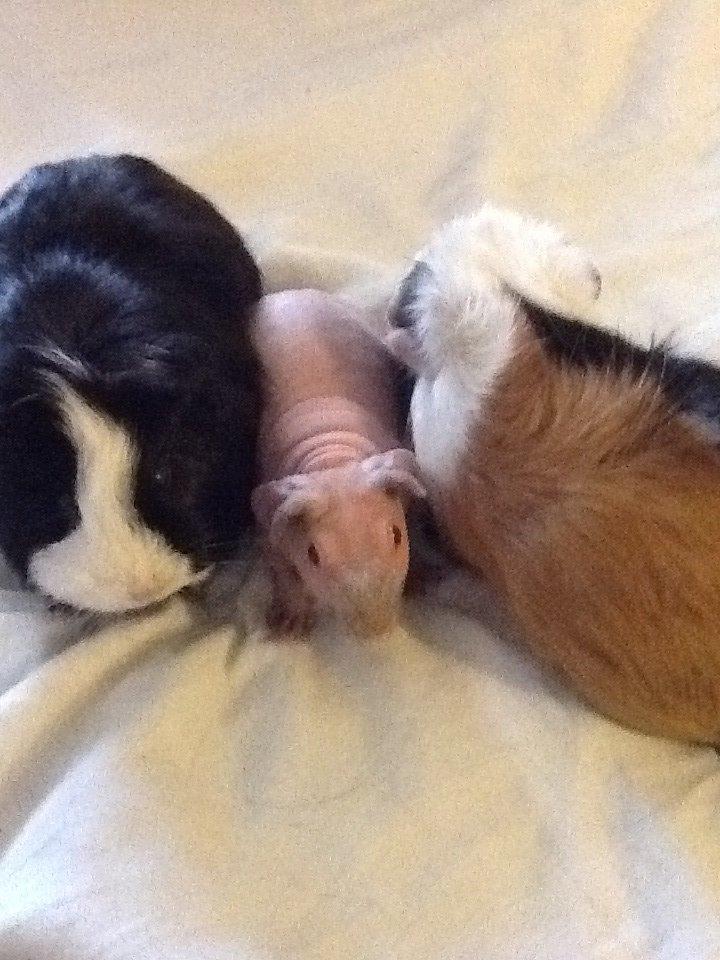 Marsvin Albino Nina  billede 12