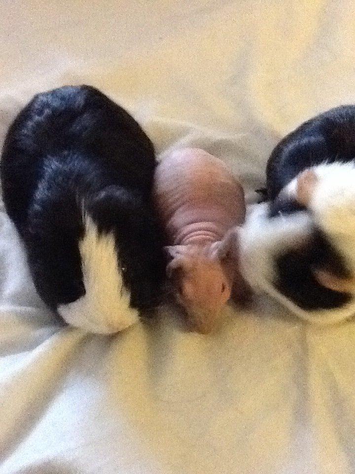 Marsvin Albino Nina  billede 13