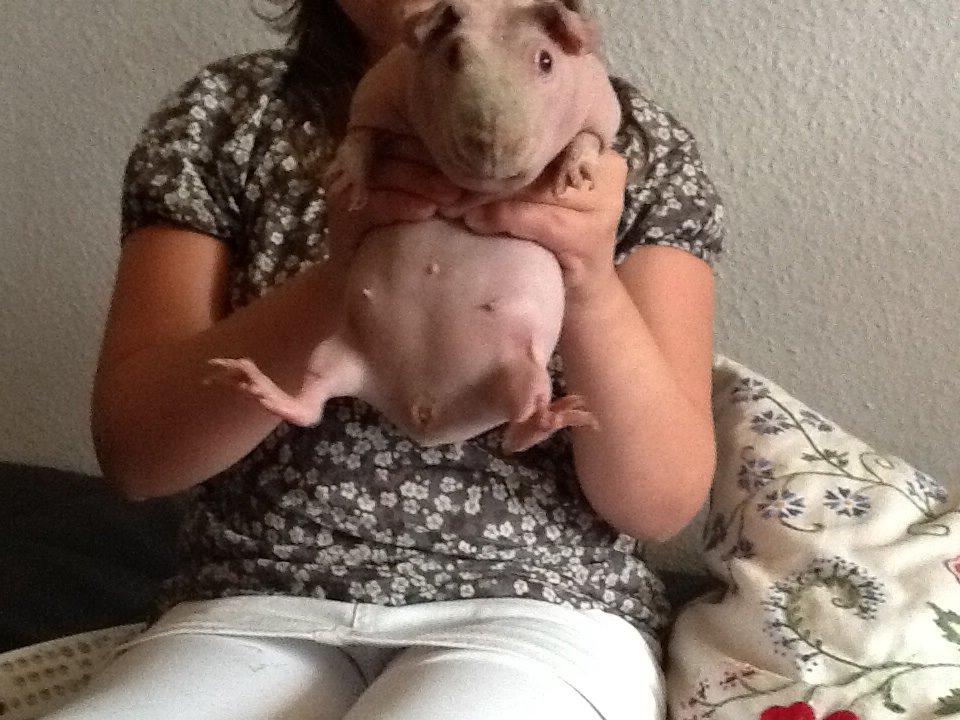 Marsvin Albino Nina  billede 14