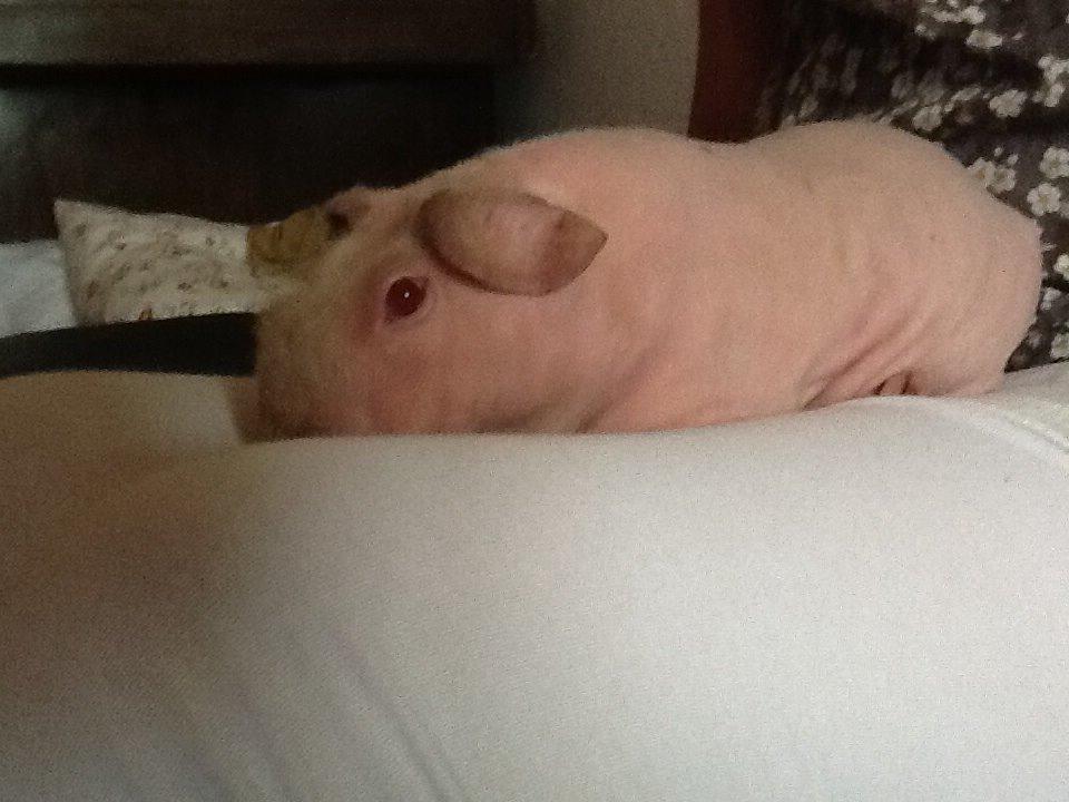 Marsvin Albino Nina  billede 15