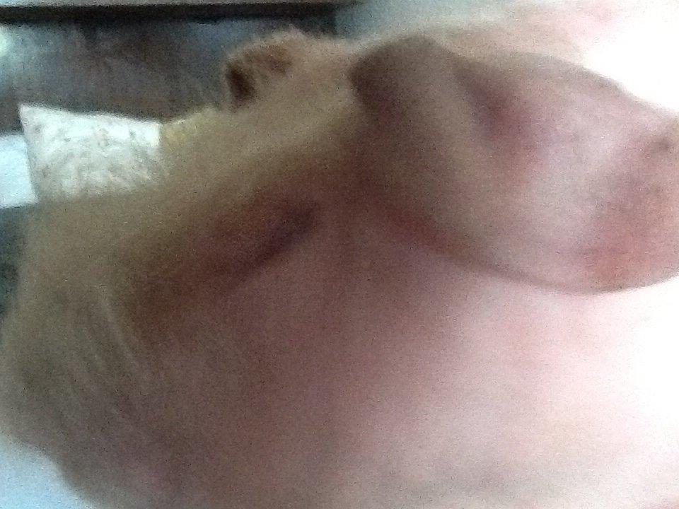 Marsvin Albino Nina  billede 17