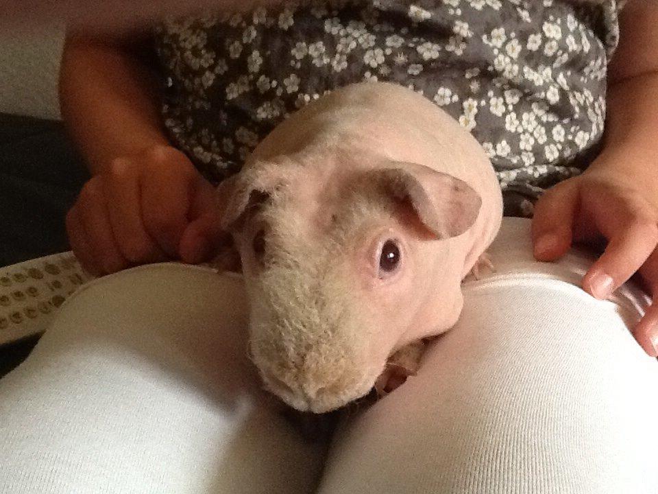 Marsvin Albino Nina  billede 16