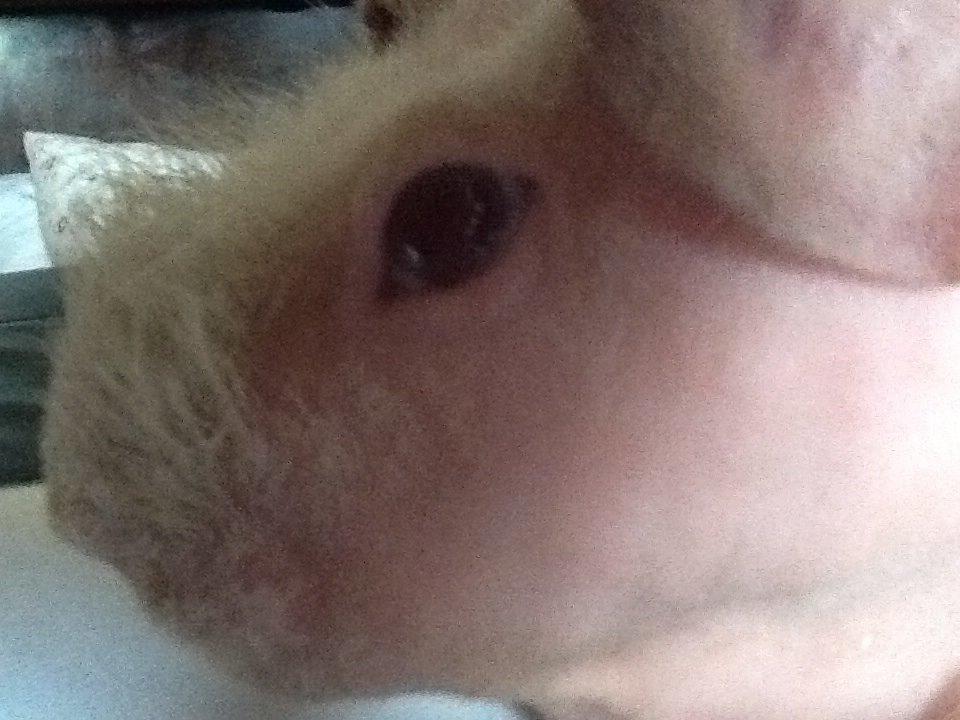 Marsvin Albino Nina  billede 19