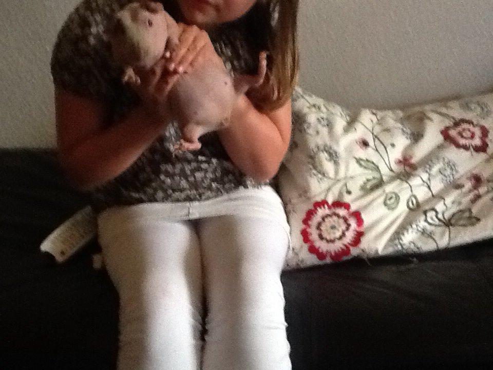 Marsvin Albino Nina  billede 18