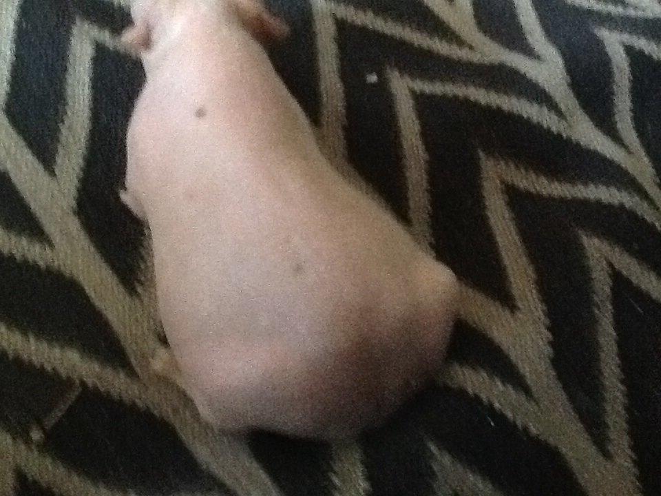 Marsvin Albino Nina  billede 20